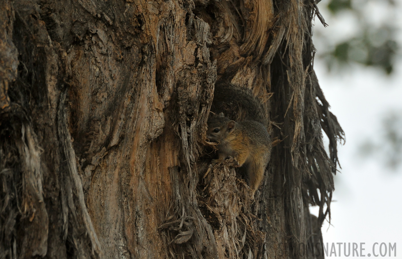 Paraxerus cepapi [550 mm, 1/1250 sec at f / 8.0, ISO 1600]